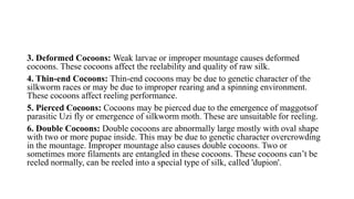 3. Deformed Cocoons: Weak larvae or improper mountage causes deformed
cocoons. These cocoons affect the reelability and quality of raw silk.
4. Thin-end Cocoons: Thin-end cocoons may be due to genetic character of the
silkworm races or may be due to improper rearing and a spinning environment.
These cocoons affect reeling performance.
5. Pierced Cocoons: Cocoons may be pierced due to the emergence of maggotsof
parasitic Uzi fly or emergence of silkworm moth. These are unsuitable for reeling.
6. Double Cocoons: Double cocoons are abnormally large mostly with oval shape
with two or more pupae inside. This may be due to genetic character overcrowding
in the mountage. Improper mountage also causes double cocoons. Two or
sometimes more filaments are entangled in these cocoons. These cocoons can’t be
reeled normally, can be reeled into a special type of silk, called 'dupion'.
 