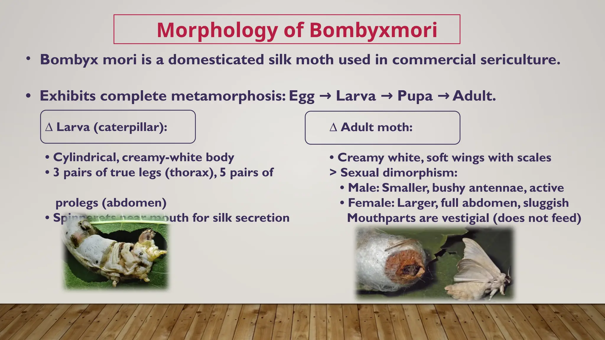 Morphology and Lifecycle of Bombyxmori ppt by Eshwarappa.pptx
