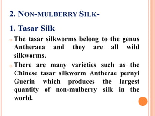 2. NON-MULBERRY SILK-
1. Tasar Silk
o The tasar silkworms belong to the genus
Antheraea and they are all wild
silkworms.
o There are many varieties such as the
Chinese tasar silkworm Antherae pernyi
Guerin which produces the largest
quantity of non-mulberry silk in the
world.
 