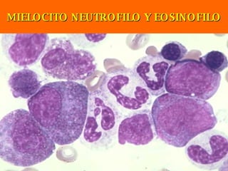 MIELOCITO NEUTROFILO Y EOSINOFILO 