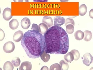 MIELOCITO INTERMEDIO 