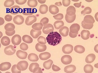 BASOFILO 