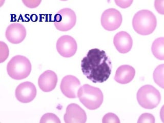 BASOFILO 
