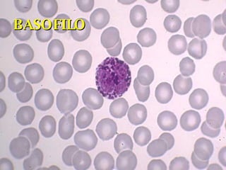 BASOFILO 