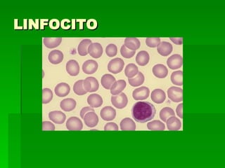 LINFOCITO 