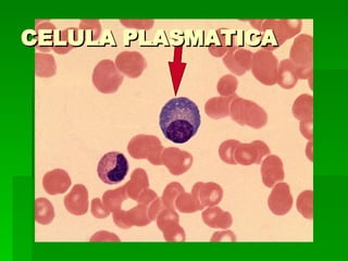 CELULA PLASMATICA 