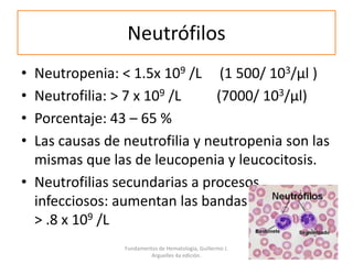 Neutrófilos
• Neutropenia: < 1.5x 109 /L (1 500/ 103/μl )
• Neutrofilia: > 7 x 109 /L (7000/ 103/μl)
• Porcentaje: 43 – 65 %
• Las causas de neutrofilia y neutropenia son las
mismas que las de leucopenia y leucocitosis.
• Neutrofilias secundarias a procesos
infecciosos: aumentan las bandas (bandemia)
> .8 x 109 /L
Fundamentos de Hematología, Guillermo J.
Arguelles 4a edición.
 