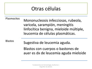 Otras células
Plasmocitos
Blastos
Mononucleosis infecciosas, rubeola,
varicela, sarampión, meningitis
linfocítica benigna, mieloide múltiple,
leucemia de células plasmáticas.
Sugestiva de leucemia aguda.
Blastos con cuerpos o bastones de
auer es dx de leucemia aguda mieloide
Fundamentos de Hematología, Guillermo J.
Arguelles 4a edición.
 