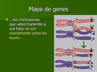 Mapa de genes ...los cromosomas que usted transmite a sus hijos  no son exactamente como los suyos... 
