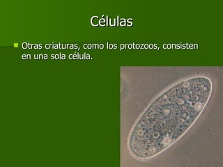 Células Otras criaturas, como los protozoos, consisten en una sola célula. 
