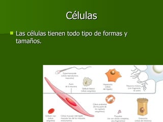 Células Las células tienen todo tipo de formas y tamaños. 