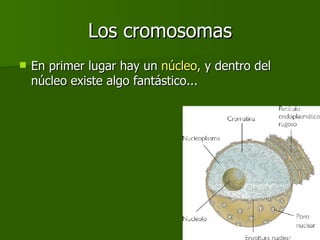 Los cromosomas En primer lugar hay un  núcleo,  y dentro del núcleo existe algo fantástico... 