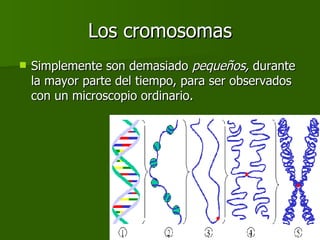 Los cromosomas Simplemente son demasiado  pequeños,  durante la mayor parte del tiempo, para ser observados con un microscopio ordinario. 