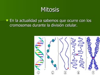Mitosis En la actualidad ya sabemos que ocurre con los cromosomas durante la división celular. 