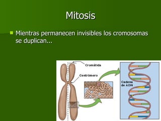 Mitosis Mientras permanecen invisibles los cromosomas se duplican... 