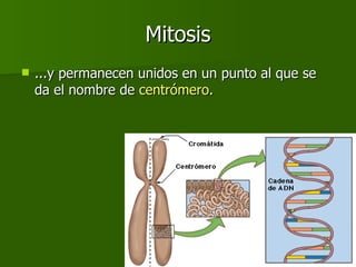 Mitosis ...y permanecen unidos en un punto al que se da el nombre de  centrómero. 