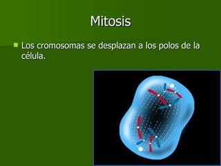 Mitosis Los cromosomas se desplazan a los polos de la célula. 
