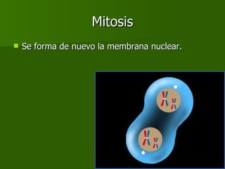 Mitosis Se forma de nuevo la membrana nuclear. 