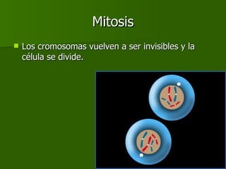 Mitosis Los cromosomas vuelven a ser invisibles y la célula se divide. 