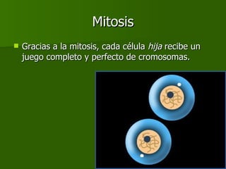 Mitosis Gracias a la mitosis, cada célula  hija  recibe un juego completo y perfecto de cromosomas. 