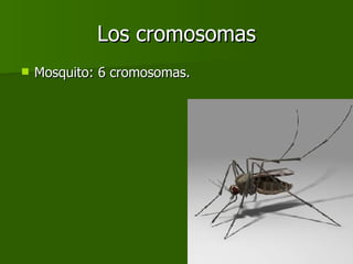 Los cromosomas Mosquito: 6 cromosomas. 