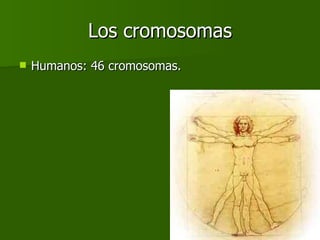Los cromosomas Humanos: 46 cromosomas. 