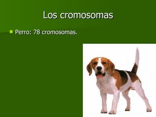 Los cromosomas Perro: 78 cromosomas. 