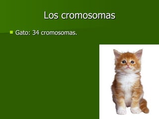Los cromosomas Gato: 34 cromosomas. 