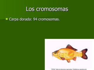 Los cromosomas Carpa dorada: 94 cromosomas. 
