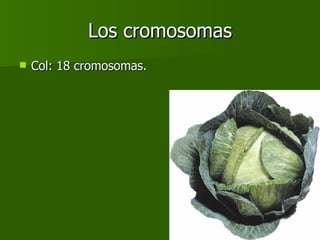 Los cromosomas Col: 18 cromosomas. 