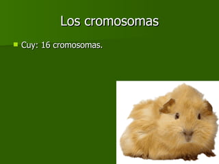 Los cromosomas Cuy: 16 cromosomas. 