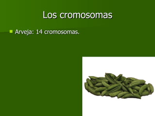 Los cromosomas Arveja: 14 cromosomas. 