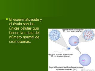 El espermatozoide y el óvulo son las únicas células que tienen la mitad del número normal de cromosomas. 