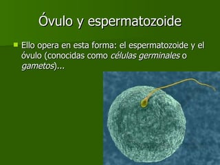 Óvulo y espermatozoide Ello opera en esta forma: el espermatozoide y el óvulo (conocidas como  células germinales  o  gametos )... 