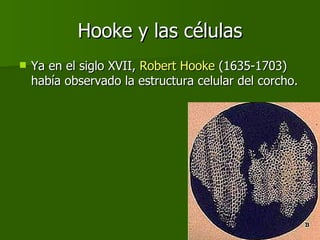 Hooke y las células Ya en el siglo XVII,  Robert Hooke  (1635-1703) había observado la estructura celular del corcho. 