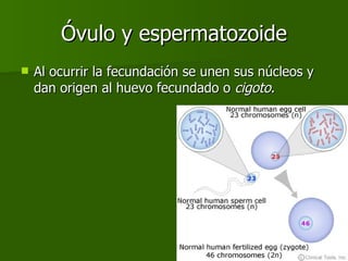 Óvulo y espermatozoide Al ocurrir la fecundación se unen sus núcleos y dan origen al huevo fecundado o  cigoto . 