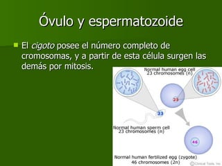 Óvulo y espermatozoide El  cigoto  posee el número completo de cromosomas, y a partir de esta célula surgen las demás por mitosis. 