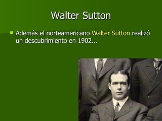 Walter Sutton Además el norteamericano  Walter Sutton  realizó un descubrimiento en 1902... 