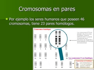 Cromosomas en pares Por ejemplo los seres humanos que poseen 46 cromosomas, tiene 23 pares homólogos. 