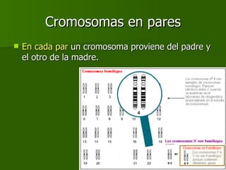 Cromosomas en pares En cada par  un cromosoma proviene del padre y el otro de la madre. 
