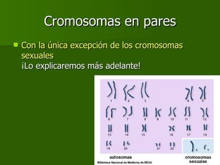 Cromosomas en pares Con la única excepción de los cromosomas sexuales   ¡Lo explicaremos más adelante! 