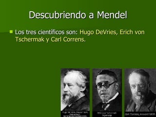 Descubriendo a Mendel Los tres científicos son:  Hugo DeVries, Erich von Tschermak y Carl Correns.  