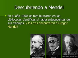 Descubriendo a Mendel En el año 1900 los tres buscaron en las bibliotecas científicas si había antecedentes de sus trabajos  ¡y los tres encontraron a Gregor Mendel! 