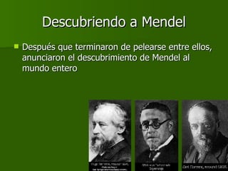 Descubriendo a Mendel Después que terminaron de pelearse entre ellos, anunciaron el descubrimiento de Mendel al mundo entero 