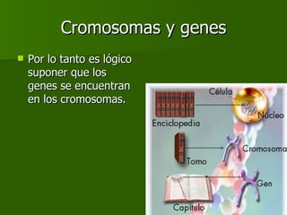 Cromosomas y genes Por lo tanto es lógico suponer que los genes se encuentran en los cromosomas. 