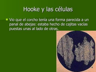 Hooke y las células Vio que el corcho tenía una forma parecida a un panal de abejas: estaba hecho de cajitas vacías puestas unas al lado de otras.  