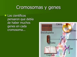 Cromosomas y genes Los científicos pensaron que debía de haber muchos genes en cada cromosoma... 