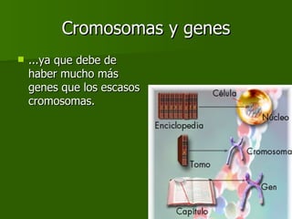 Cromosomas y genes ...ya que debe de haber mucho más genes que los escasos cromosomas. 