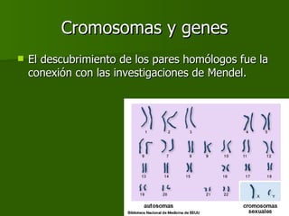 Cromosomas y genes El descubrimiento de los pares homólogos fue la conexión con las investigaciones de Mendel. 