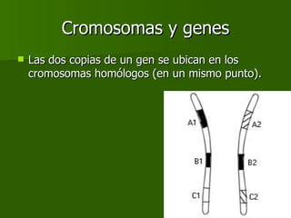 Cromosomas y genes Las dos copias de un gen se ubican en los cromosomas homólogos (en un mismo punto). 